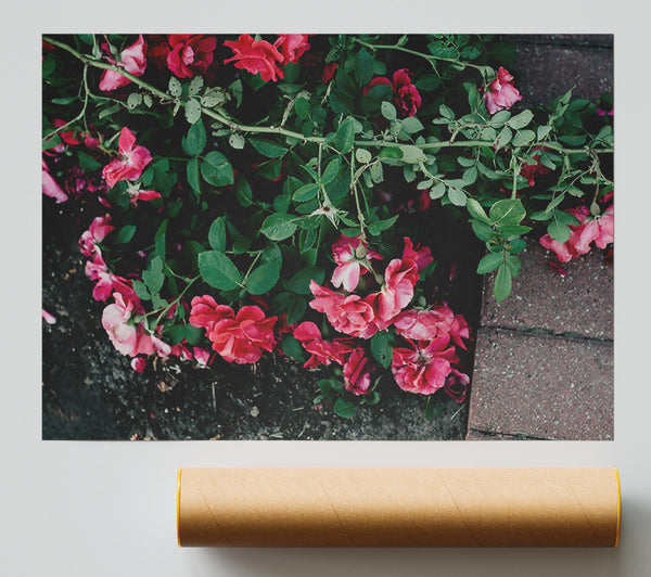 Pink Roses On Brick Path