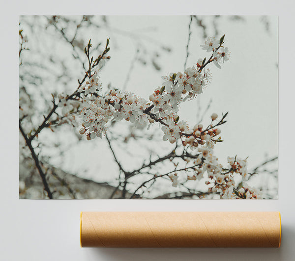 White Spring Blossoms