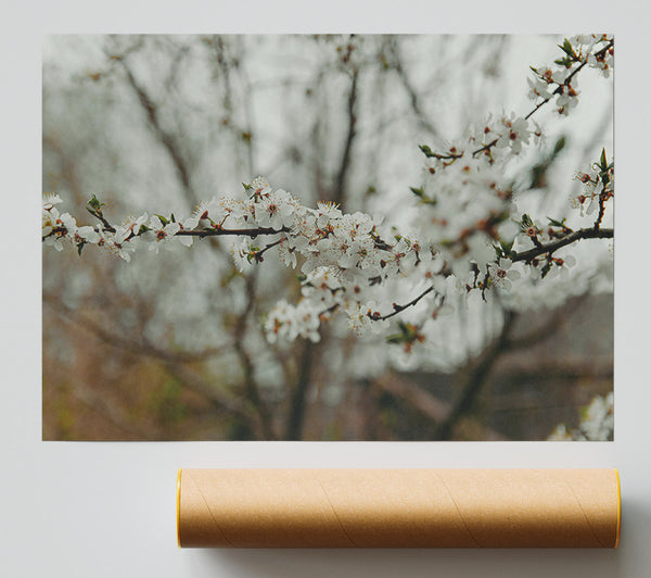 White Blooms In Spring