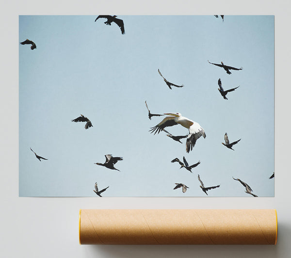 White Pelican In Blue Sky