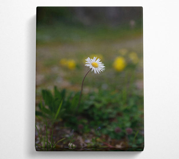 Green Meadow Daisy