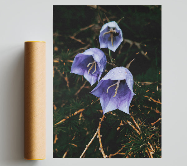 Lavender Bell Blooms