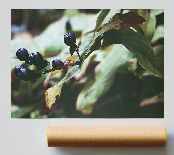 Green And Blue Berries