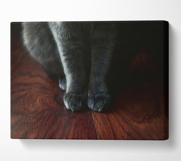 Gray Paws On Wood