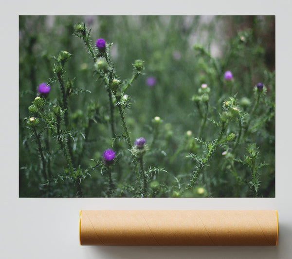 Purple Thistle Field