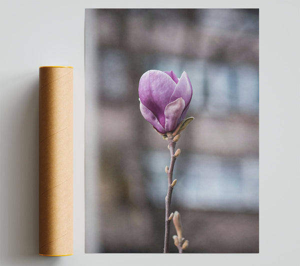 Purple Magnolia Bloom