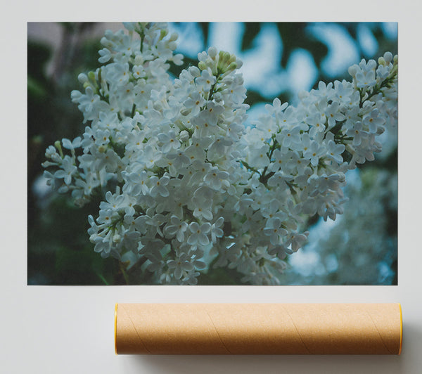 White Lilac Bloom