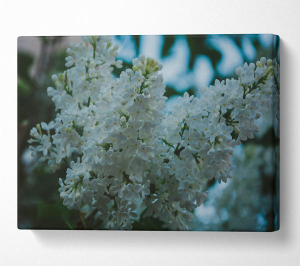 White Lilac Bloom