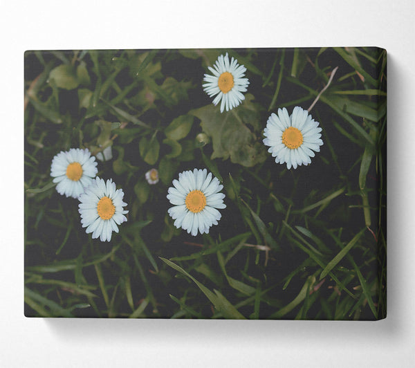 White Daisies In Green Grass