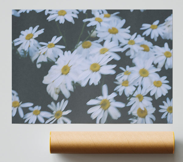 White Daisies In Bloom