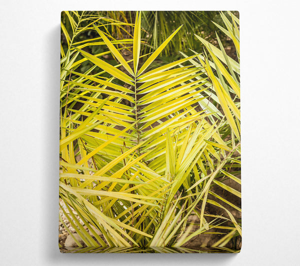 Golden Palm Fronds