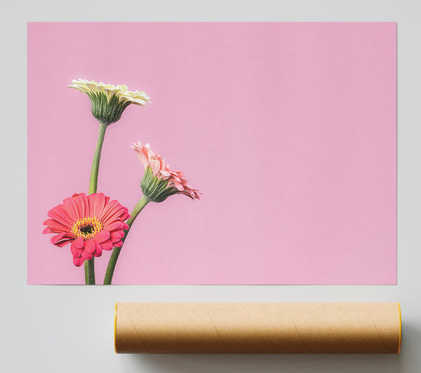 Pink Flower Trio