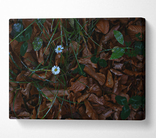 Brown Leaves, White Flowers