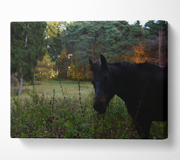 Black Horse In The Woods