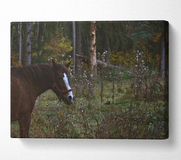 Brown Horse In Woods