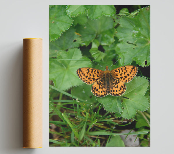 Orange Spotted Butterfly