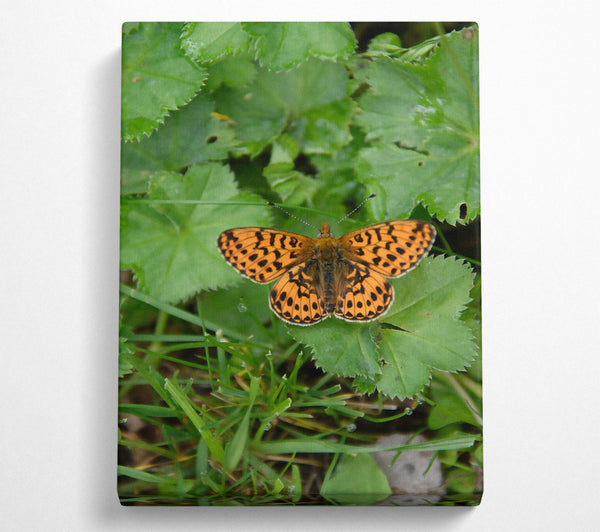 Orange Spotted Butterfly