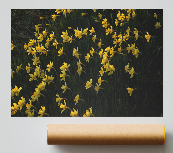 Golden Field Of Daffodils