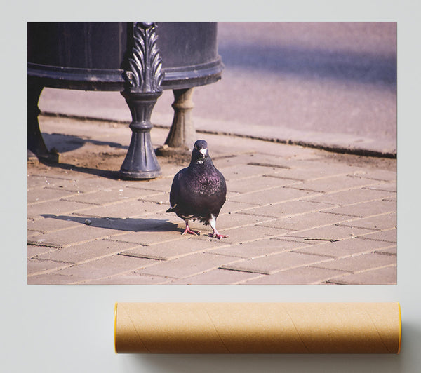 Black Pigeon On Pavement