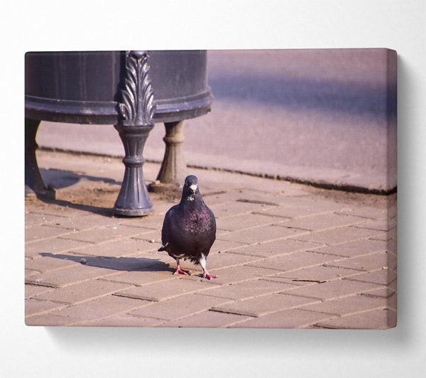 Black Pigeon On Pavement