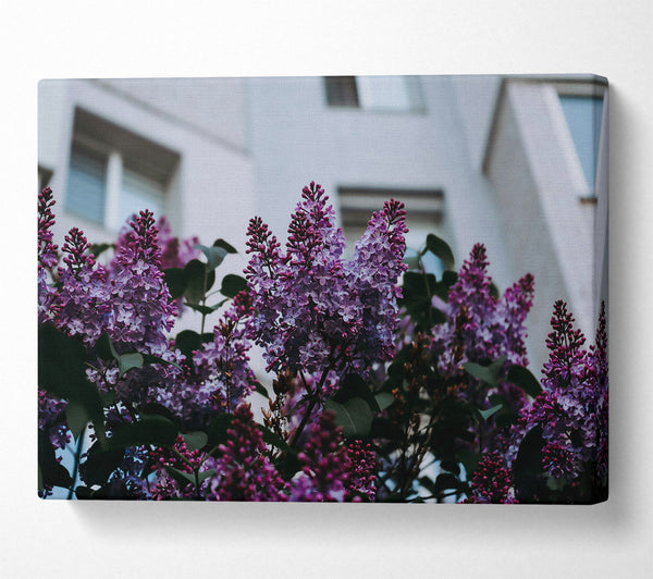 Purple Blooms Against Grey