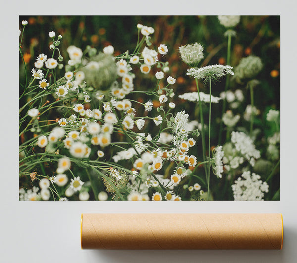 White Wildflowers In Bloom