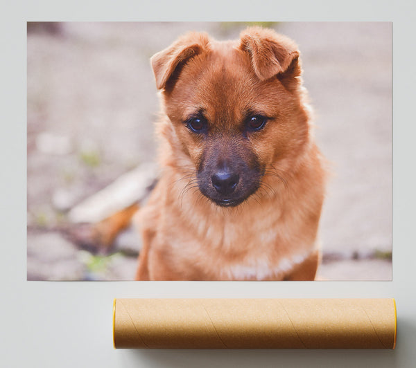 Copper Pup'S Gaze