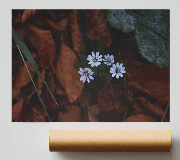 Brown And White Blooms