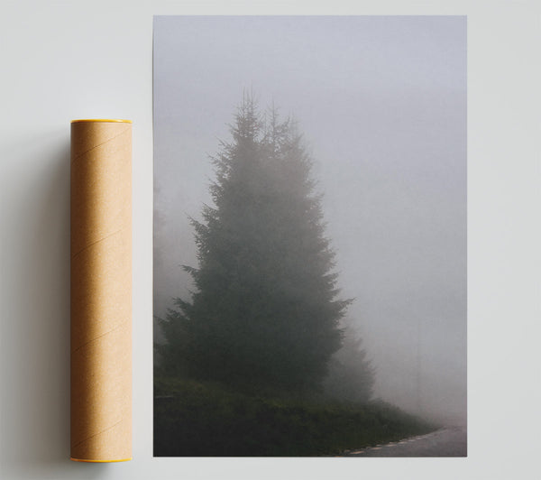 Gray Fog And Pines