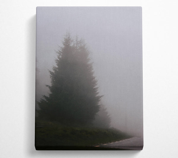 Gray Fog And Pines