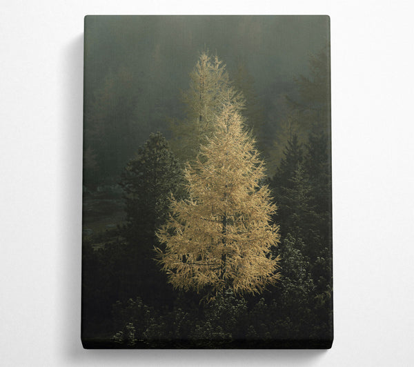 Golden Larch In Mist