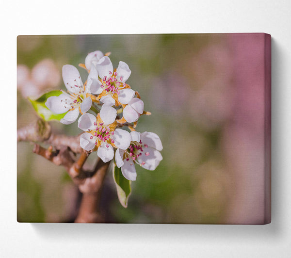 Pink-Tinged White Blossoms