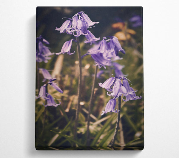 Purple Woodland Bells