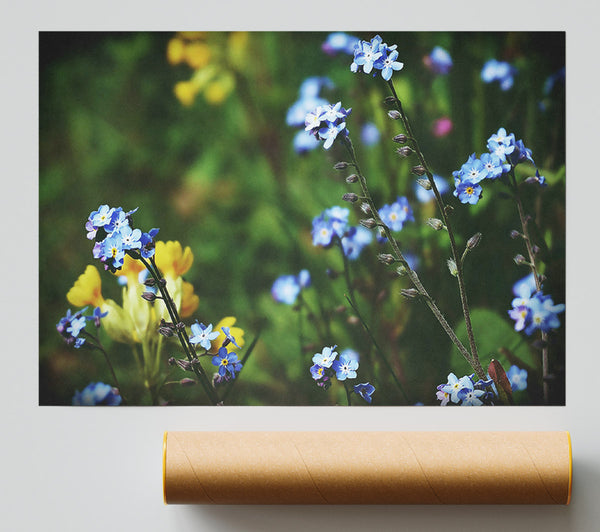 Blue Forget-Me-Nots