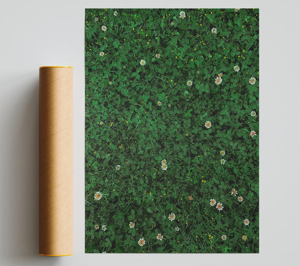 Emerald Clover Field