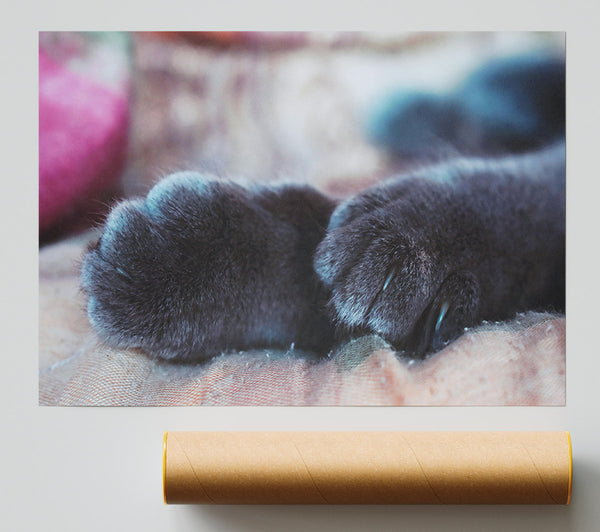 Gray Cat Paws Resting