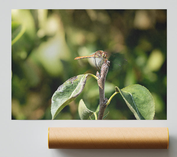 Green Dragonfly Resting