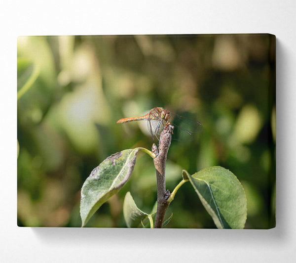 Green Dragonfly Resting