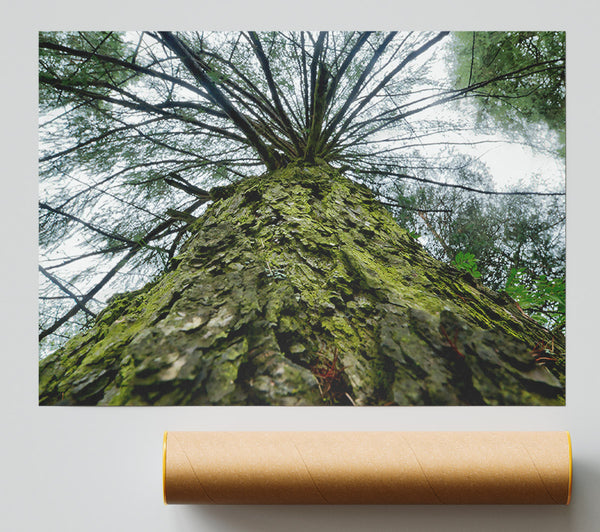 Green Mossy Trunk