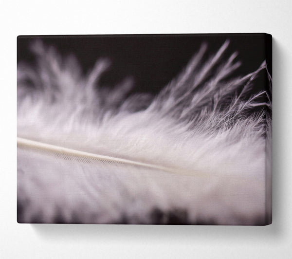 White Feather Lightness