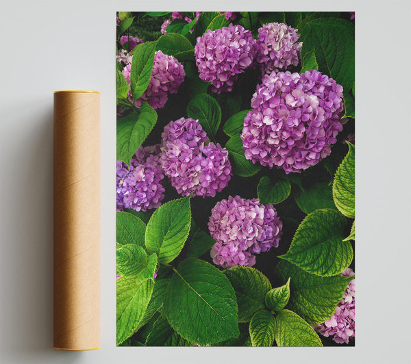 Lavender Hydrangea Blooms