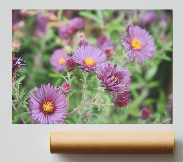 Purple Garden Bloom