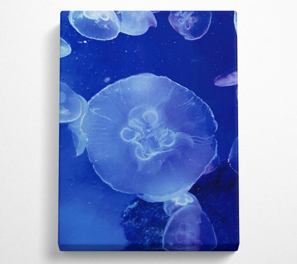 Blue Jellyfish Bloom.