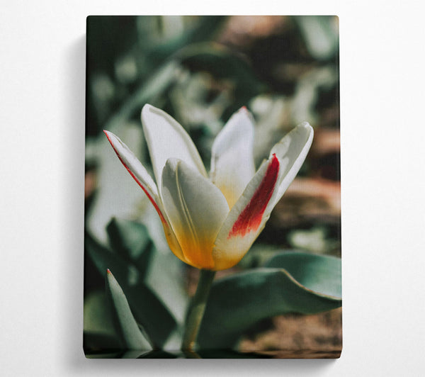 White Tulip With Red Stripe