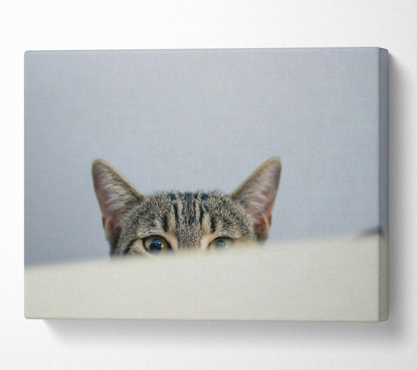 Grey Cat Peeking