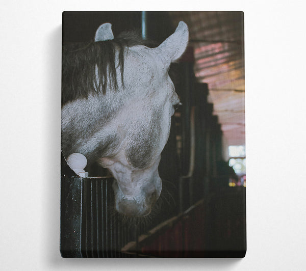 Grey Horse Stall Gaze