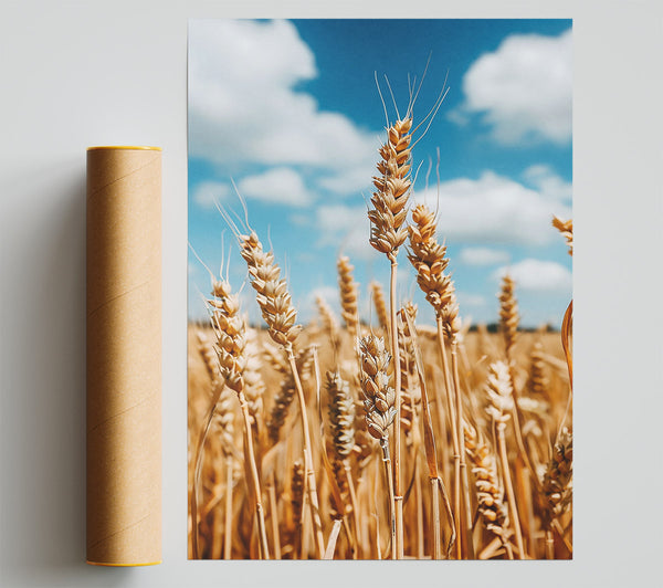 Golden Wheat Field