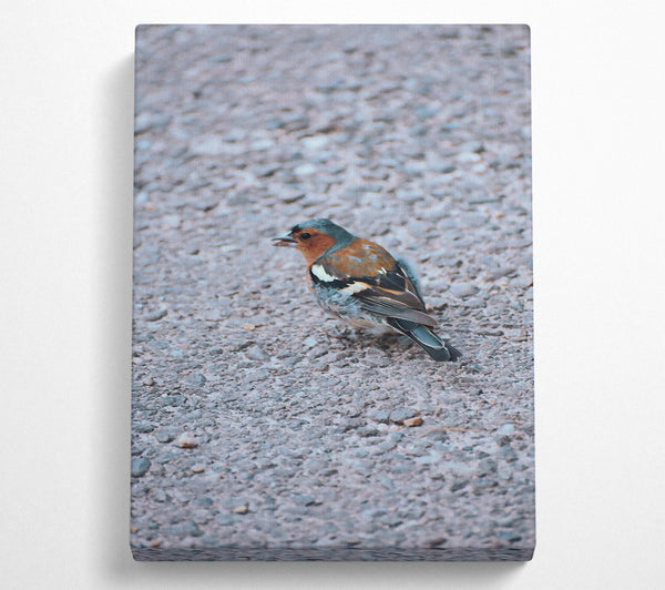 Blue Bird On Gravel