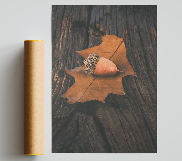 Brown Acorn On Leaf