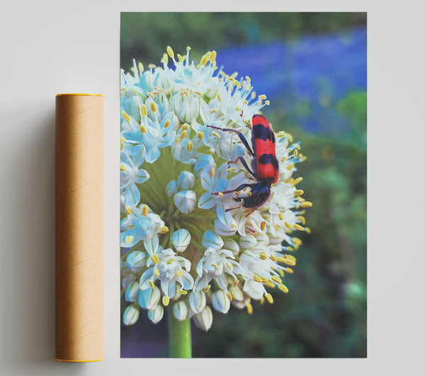 White Bloom And Red Bug